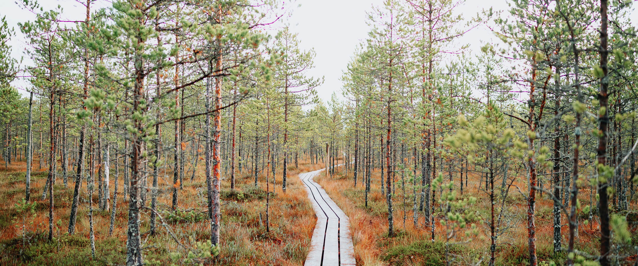 Smal vandringsled genom tallskog och myrmark under mulen himmel.